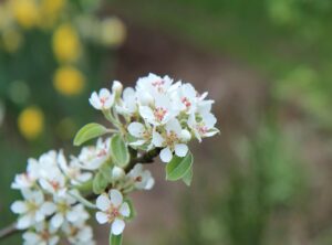 alquiler en pilar dueño directo sin garantia