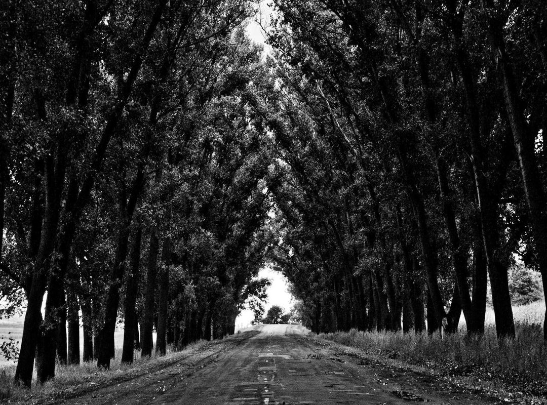 From a Click to a Classic: The Photo's Impact and Legacy