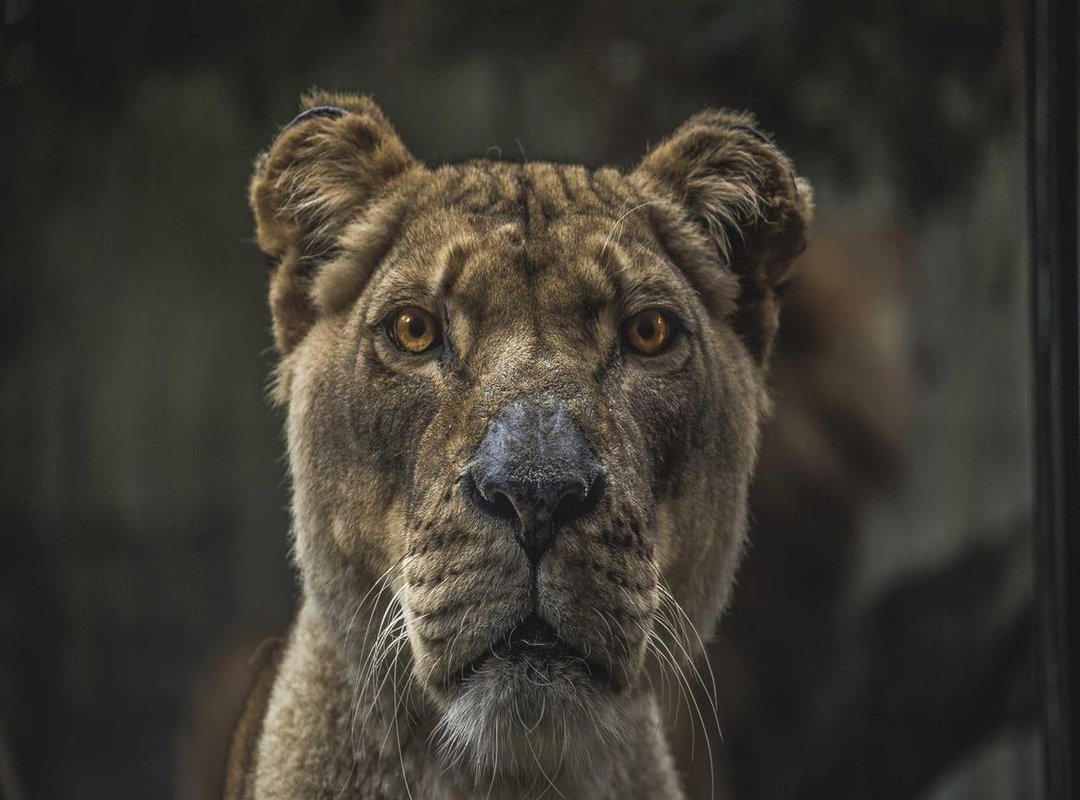 Warning: The Hidden Dangers of Unofficial Game Files (APKs)